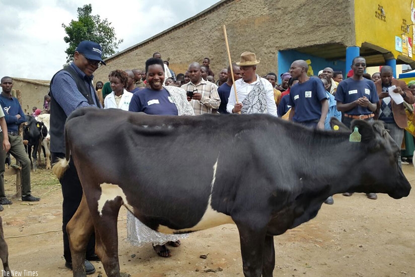 Christopher Okafor, a representative of development partners, hands over a cow to a beneficiary. / Steven Muvunyi.