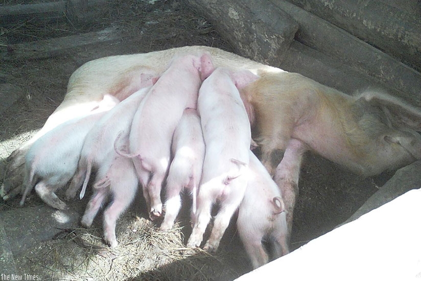 A sow feeds her furrow of piglets at Nsekanabou2019s farm. The farmer juggles teaching and running the piggery project. (PontianKabeera.)