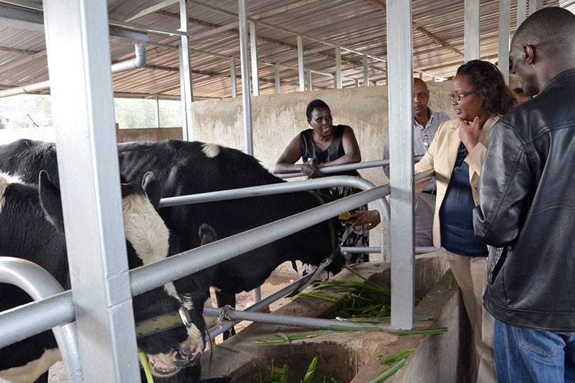 Minister Mukeshimana (2nd right) inspects some of the cows upon arrival from Ireland on Tuesday. / Steven Muvunyi