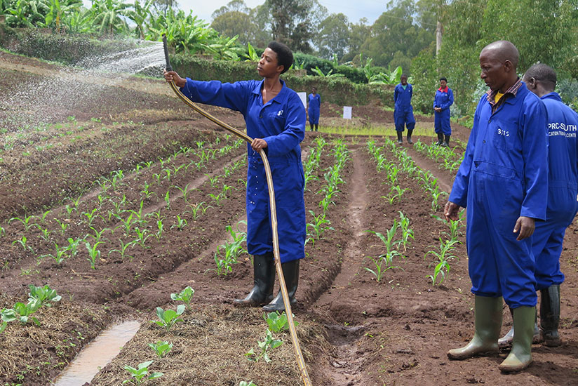 A trainee in irrigation technology engages in watering plants in an irrigation model field at IPRC-South in Huye District last year. / Emmanuel Ntirenganya.