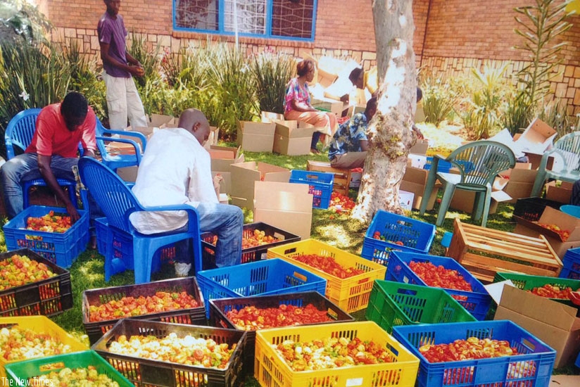 Workers package red pepper at the firm. The entrepreneur deals in various horticulture products, like peppers, bananas (below), flowers, and avocado, as well as handicrafts. (All p....