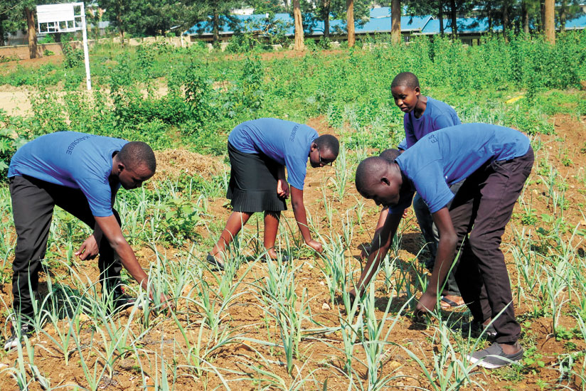 Gardening is a major co-curricular activity at Efotec Kanombe. / Dennis Agaba