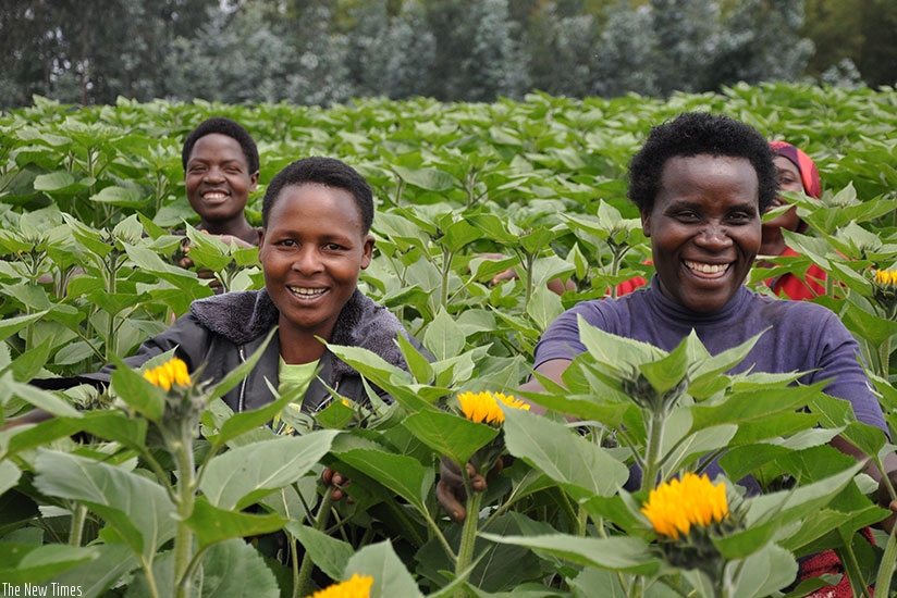 Bloom Hills workers attend to flowers. The firm will participate in the 17th IFTF in Amsterdam. (P. Tumwebaze.)