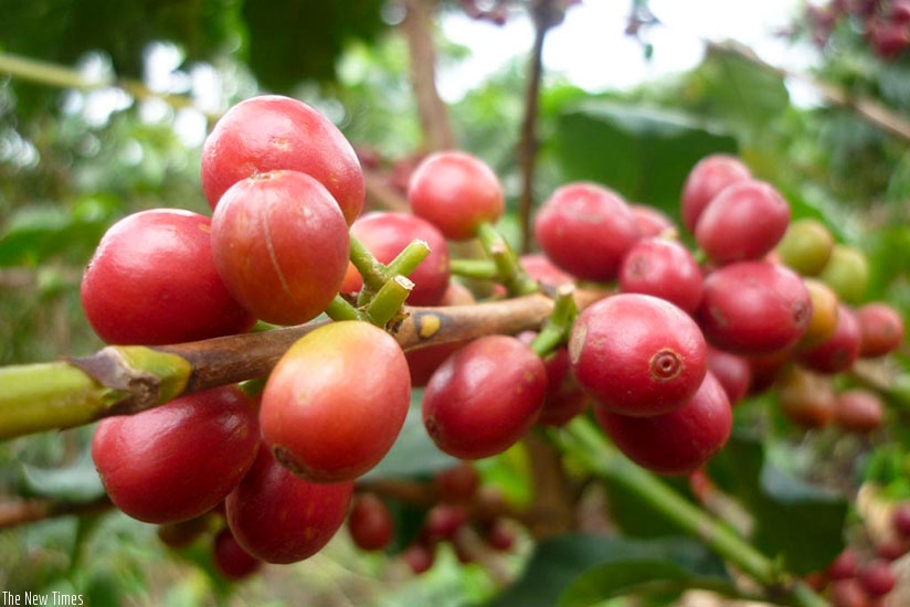 Ripe coffee seeds on stalks. NAEB seeks to have up to 80 per cent of all coffee produced in the country processed through washing stations by 2018. (Net photo)