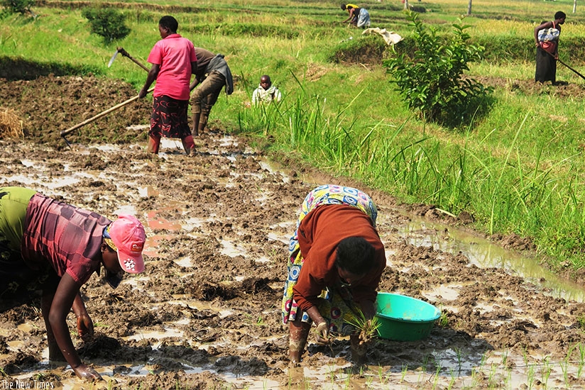 Farmers plant rice in Rugeramigozi 2 Marshland in Muhanga District. (Emmanuel Ntirenganya)