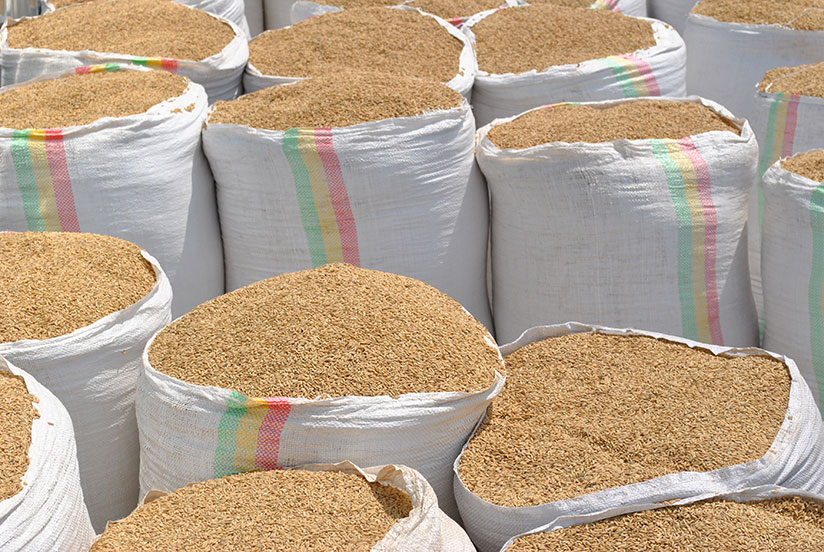Maize growing has enabled Rebakure Murama Co-operative members to improve their livelihoods and ensure food security.  