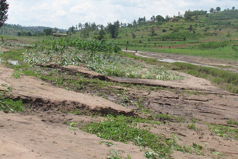 Kavunja swamp maize plantation was washed away by floods from the hillside. / Eddie Nsabimana