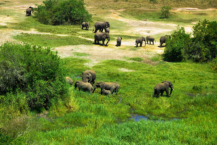 Elephants graze in Akagera National Park. / Timothy Kisambira
