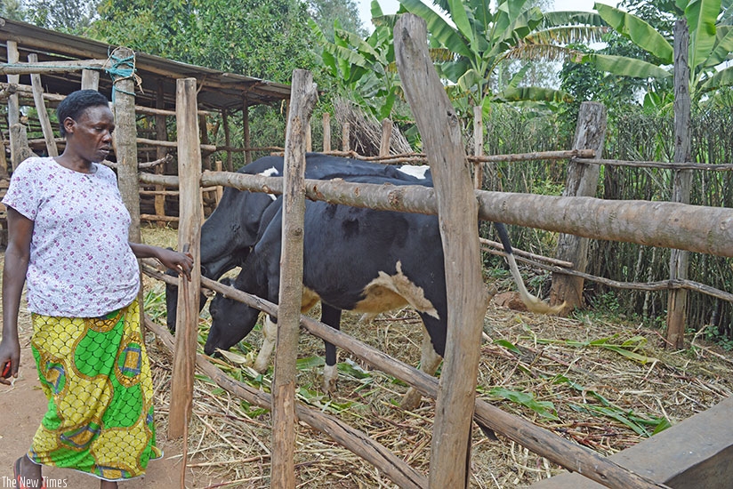 A beneficiary of Girinka programme tends to her cows. (File)
