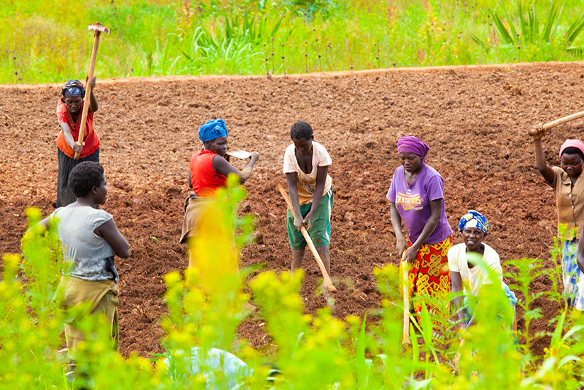 Farmers in Ruryaraya in Rwamagana District till their land. / Timothy Kisambira