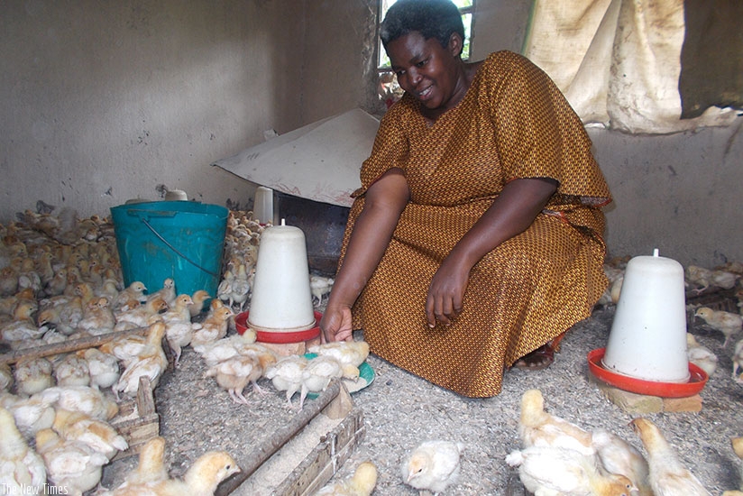 The farmer feeds some of the chicks at her farm. One does not need sophiscated structures to start a poultry farming project. (Photos by Elias Hakizimana)