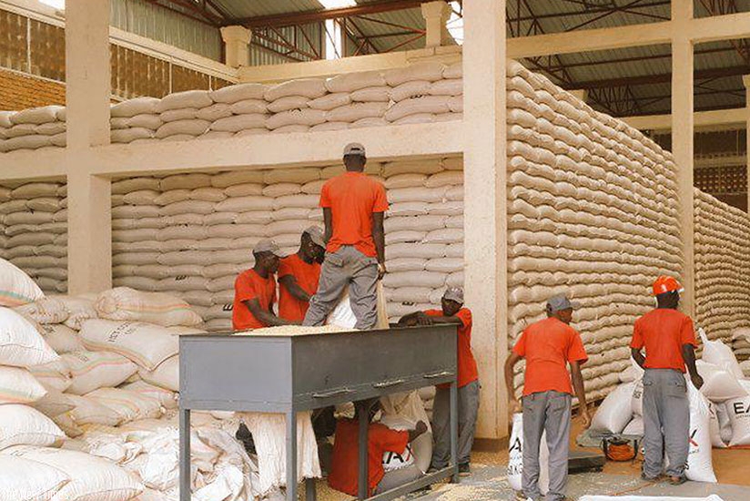Employees of Kigali-based East Africa Exchange (EAX) sort maize at one of the firmu2019s warehouses. Proper grain and cereal handling and storage are essential to reduce post-harvest....