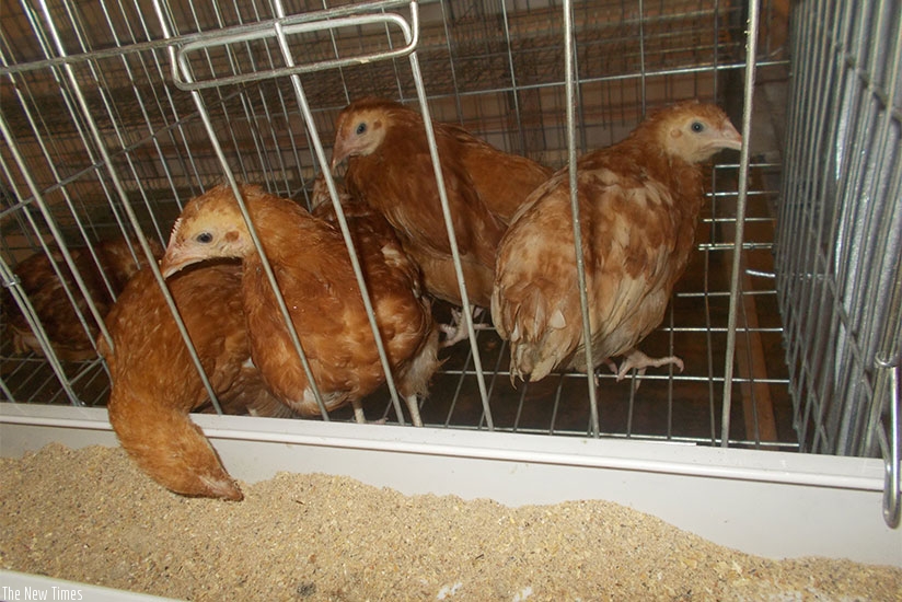 The prices of chicken feeds are going up, raising concern among farmers.  (Photos by Elias Hakizimana)