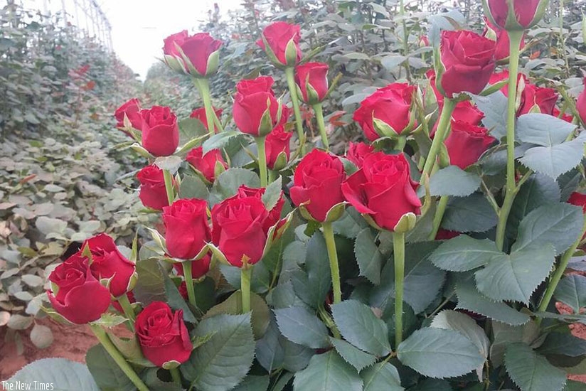 Cut roses from the Gishari Flower Park in Rwamagana District. The farm is managed by Bella Flowers, a government company that promotes flower growing in the country. / Courtesy.  