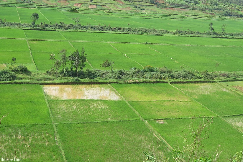 A partial view of a developed Mwogo Marshland with growing rice in Huye District in 2015. Rwanda has been developing marshland to boost rice production. (E. Ntirenganya)