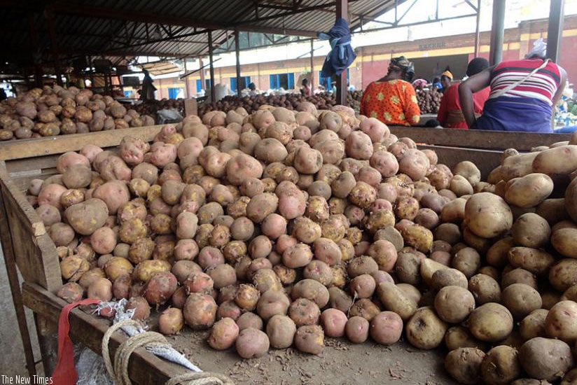 Irish potato farmers across the country continue to bemoan shortage of seeds, a situation RAB has blamed on seed multipliers selling off what they are given to multiply and that th....