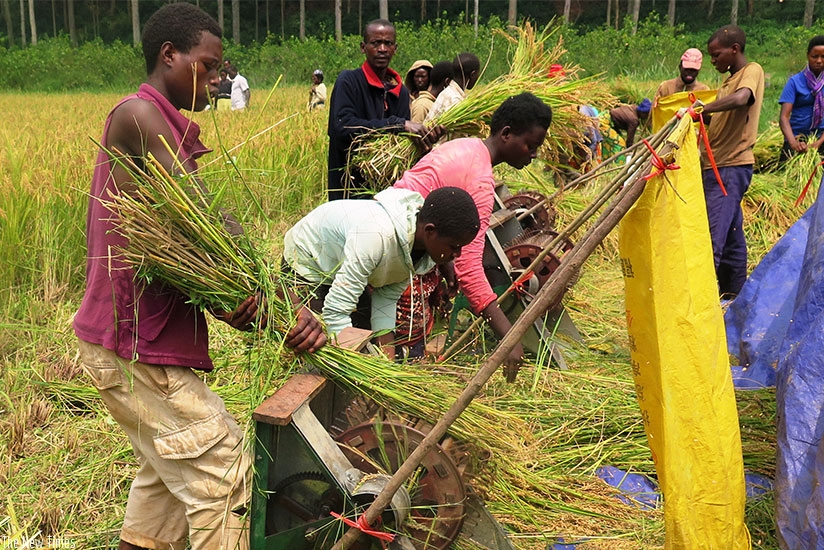 Farmers engage in rice threshing in the Rubona Marshland in Rusatira Sector, Huye District. Emmanuel Ntirenganya.