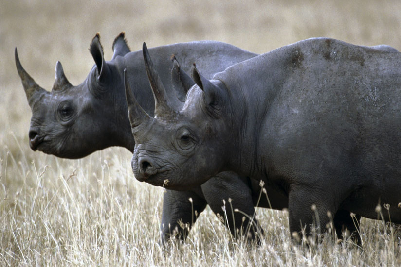 Black rhinos. / Internet photo