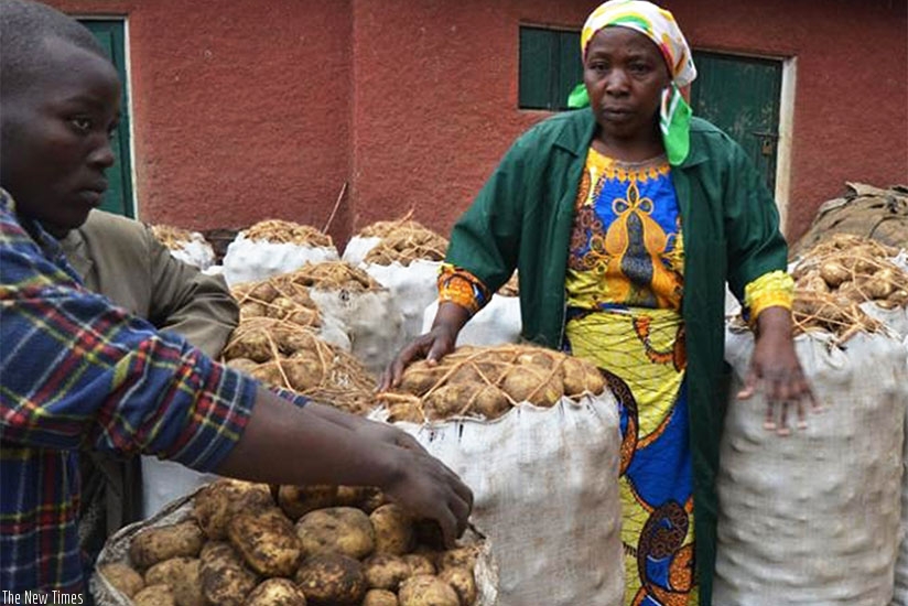 Irish potato farmers in Nyabihu District prepare to take the produce to market. (File)