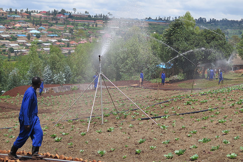 Raingun irrigation technology being used to water vegetables on an irrigation model farm in Huye District in 2015. / Emmanuel Ntirenganya