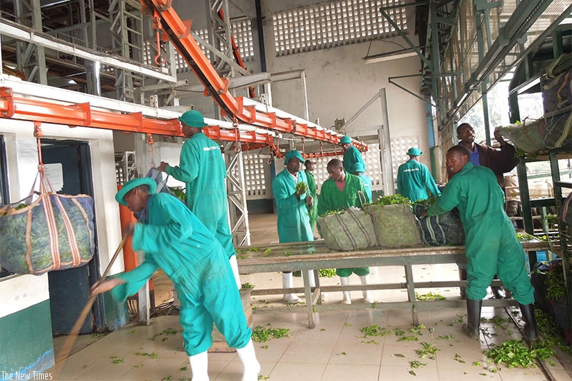 Kitabi Tea Factory workers at the leaf handling section. African governments are promoting value-addition. / Appolonia Uwanziga. 