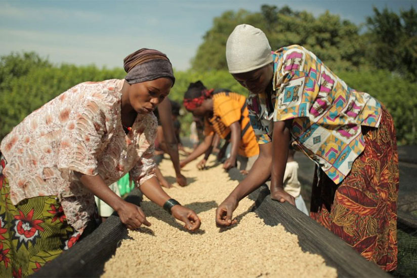 Nyamasheke seeks to create more jobs along the coffee value chain. 