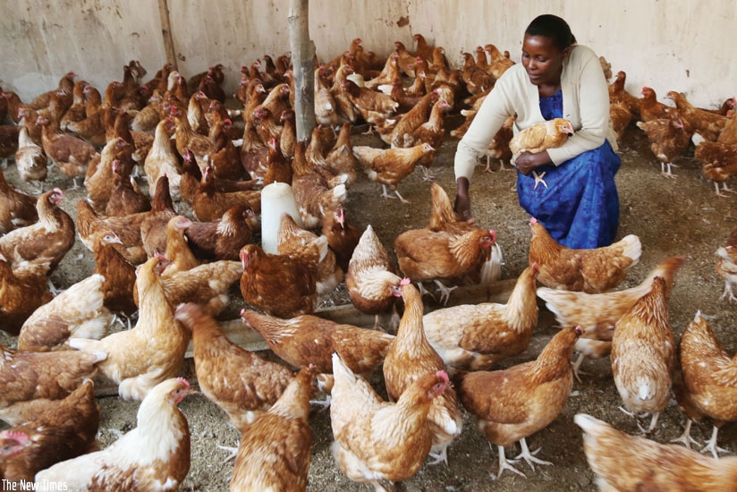 A local farmer attends to her chicken. Farmers like her should take advantage of the current ban on poultry imports to spur their businesses. / File.  