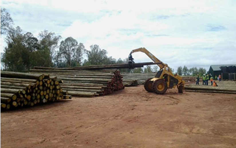 Some of the electricity transmission poles at NFC grounds in Nyanza. Courtesy.