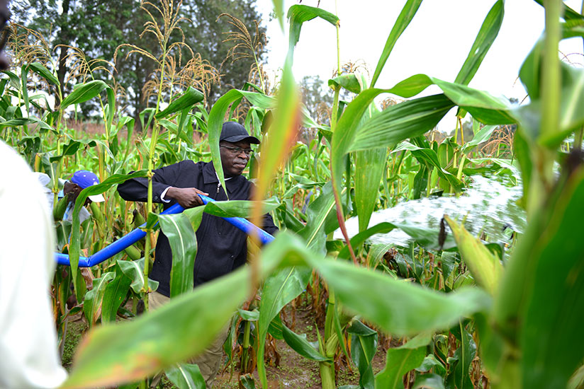 Prime Minister, Anastase Murekezi irrigates crops using diesel high-pressure water pumps during u2018Umuganda' community work yesterday in Muhanga district. Courtesy.