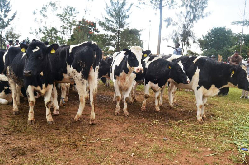 Some of the Friesian cows that were donated to Genocide widows. / Kelly Rwamapera