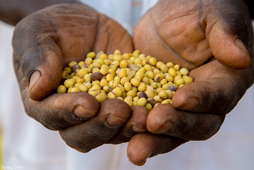 Soya and grain farmers across the country stand to gain from the new fortified foods-maker. / File.