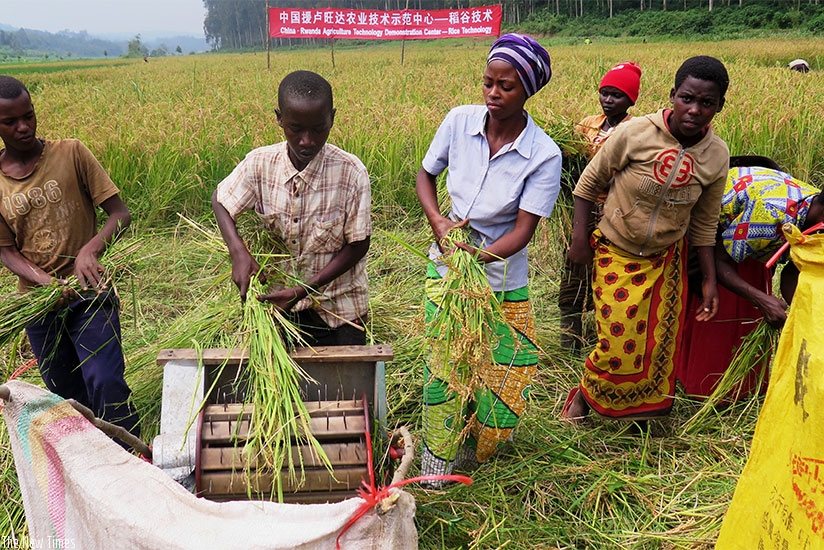 Farmers engage in rice threshing in the Rubona Marshland in Rusatira Sector, Huye District, on Wednesday, December 17, 2015.  (Emmanuel Ntirenganya)