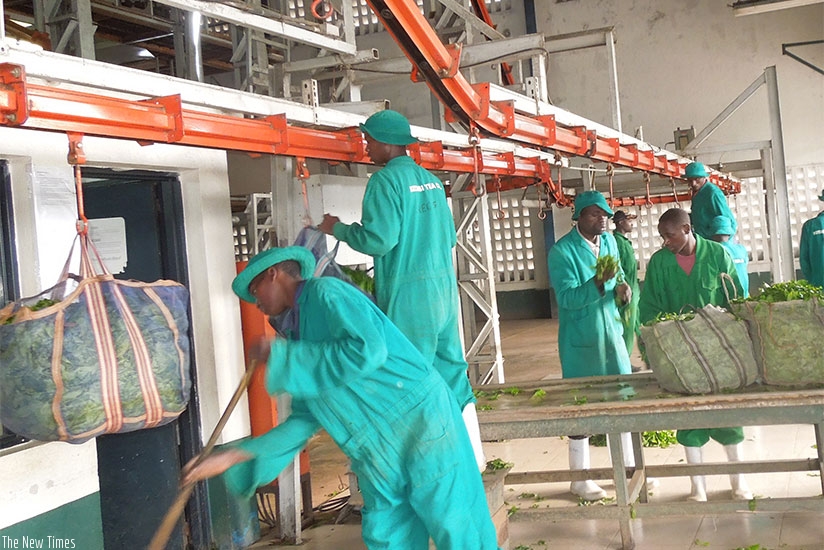 Kitabi Tea workers sort and weigh tea at the factory.  (File)