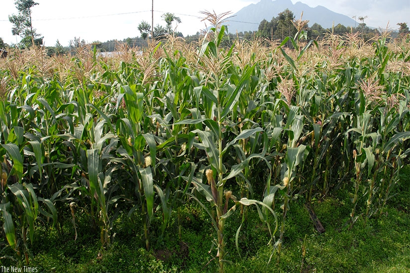 A maize plantation in the countryside. There is an ongoing debate on whether African countries, including Rwanda, should embrace genetically modified organisms to boost crop produc....