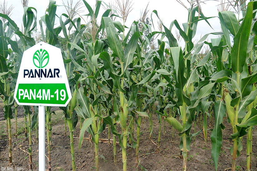 A model maize plantation at Mulindi in Gasabo District. (File)