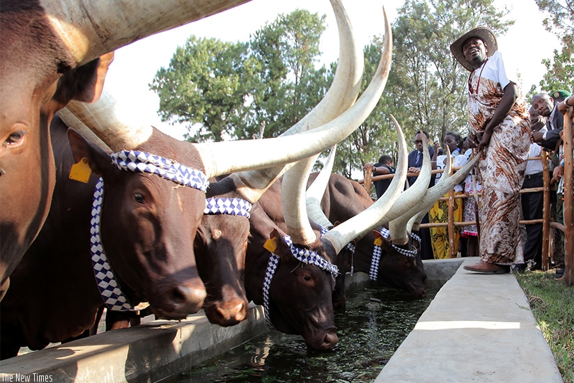 Traditional cows (Inyambo). Traditionally, dowry was paid in cows, but most people today give money as dowry.  T. Kisambira