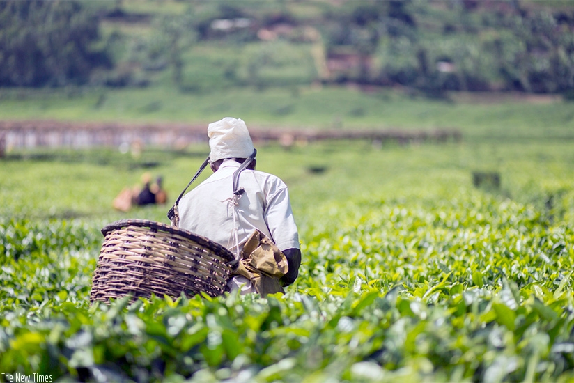 A worker picks tea. The private sector will play a central role toward realisation of the SDGs. / Courtesy. 