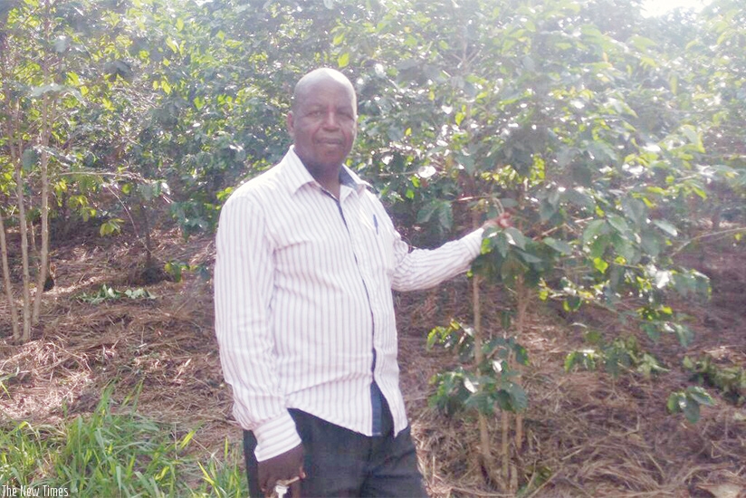 Gasana in his coffee plantation. The farmer started the project as a retirement scheme. / John Mbaraga.  