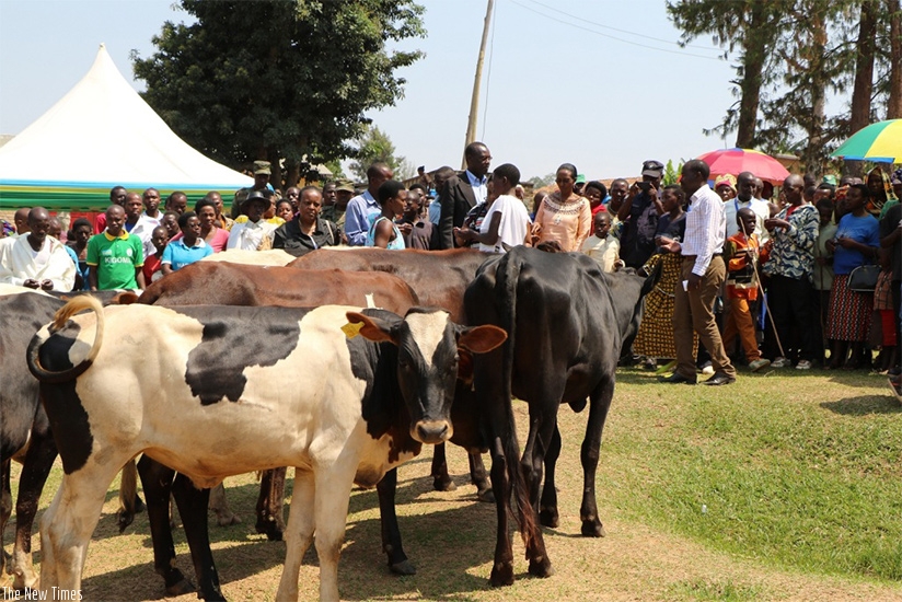 Some of the cows that were donated to cooperatives in Huye District. (File)