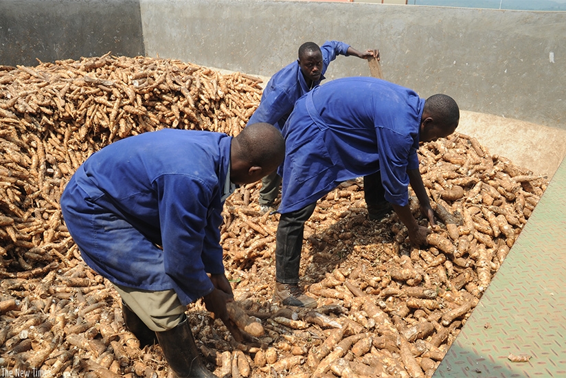 Workers sort cassava before it is processed at Kinazi Cassava Plant in Ruhango District. File.