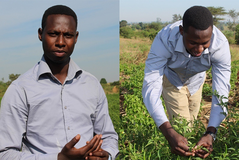 Twahirwa harvests chili in his farm.