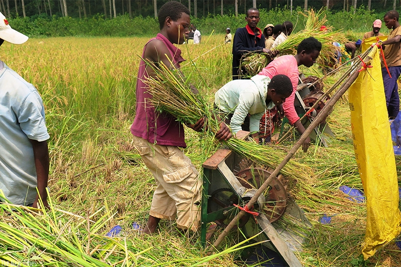 Farmers engage in rice threshing in the Rubona Marshland in Rusatira Sector, Huye District on Wednesday, December 17, 2015.  (File)
