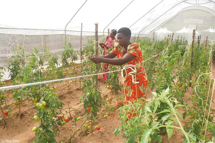 A farmer tending to her tomato garden. Women  entrepreneurs are set to benifit from FAO's new program. (A. Uwanziga)