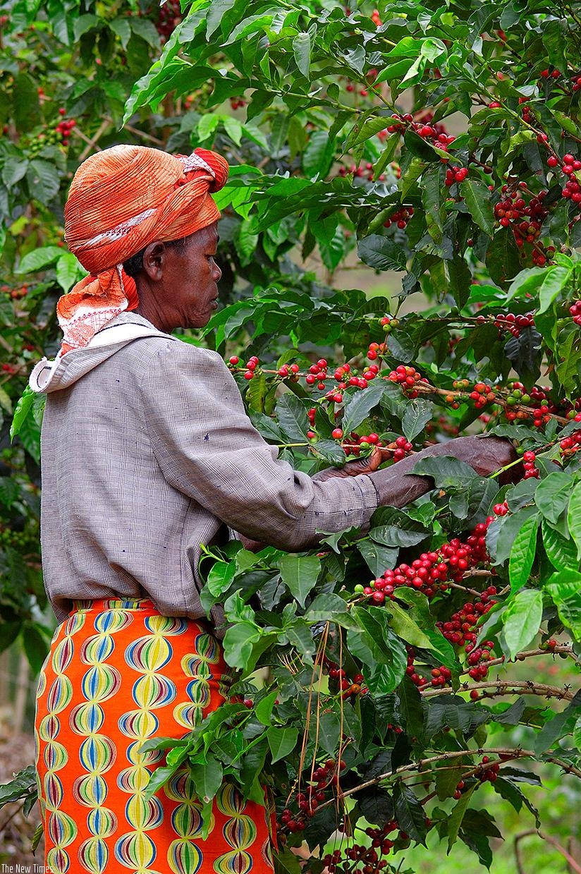 A woman picks coffee from her farm. File.
