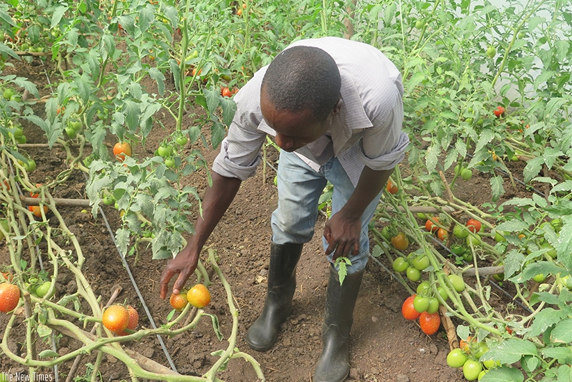 A man tends to tomatoes in his farm. Agriculture was the second biggest contributor to GDP growth in Q3 of 2016, according to a recent NISR report. File.