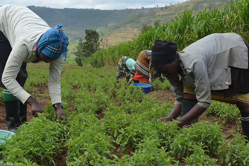 Women harvest stevia at Mulindi marshland in Rulindo District. (Frederic Byumvuhore)