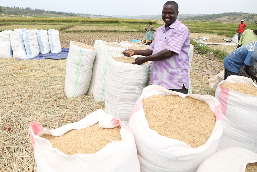 Emmanuel Ntibizerwa, one of the rice farmers in Rwangingo marshland.