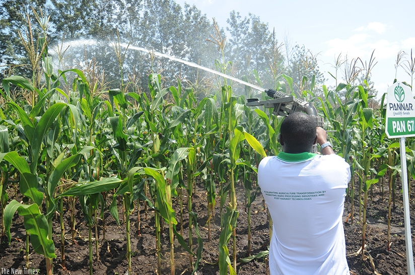 A farmer irrigates his garden at Mulindi. File.