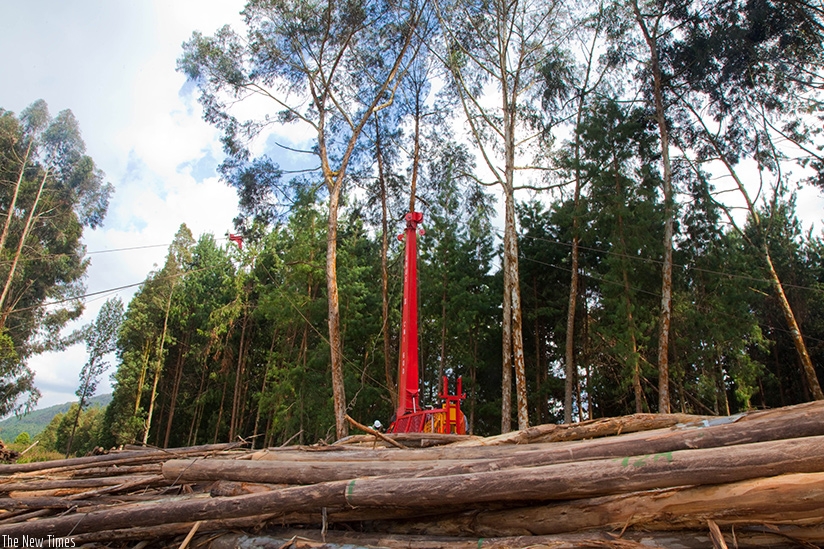 Lumbering in Nyungwe Forest. Timothy Kisambira.