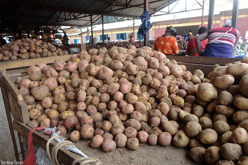 Irish potatoes might be Rwandau2019s staple food but its seeds are hard to come by for farmers. File.